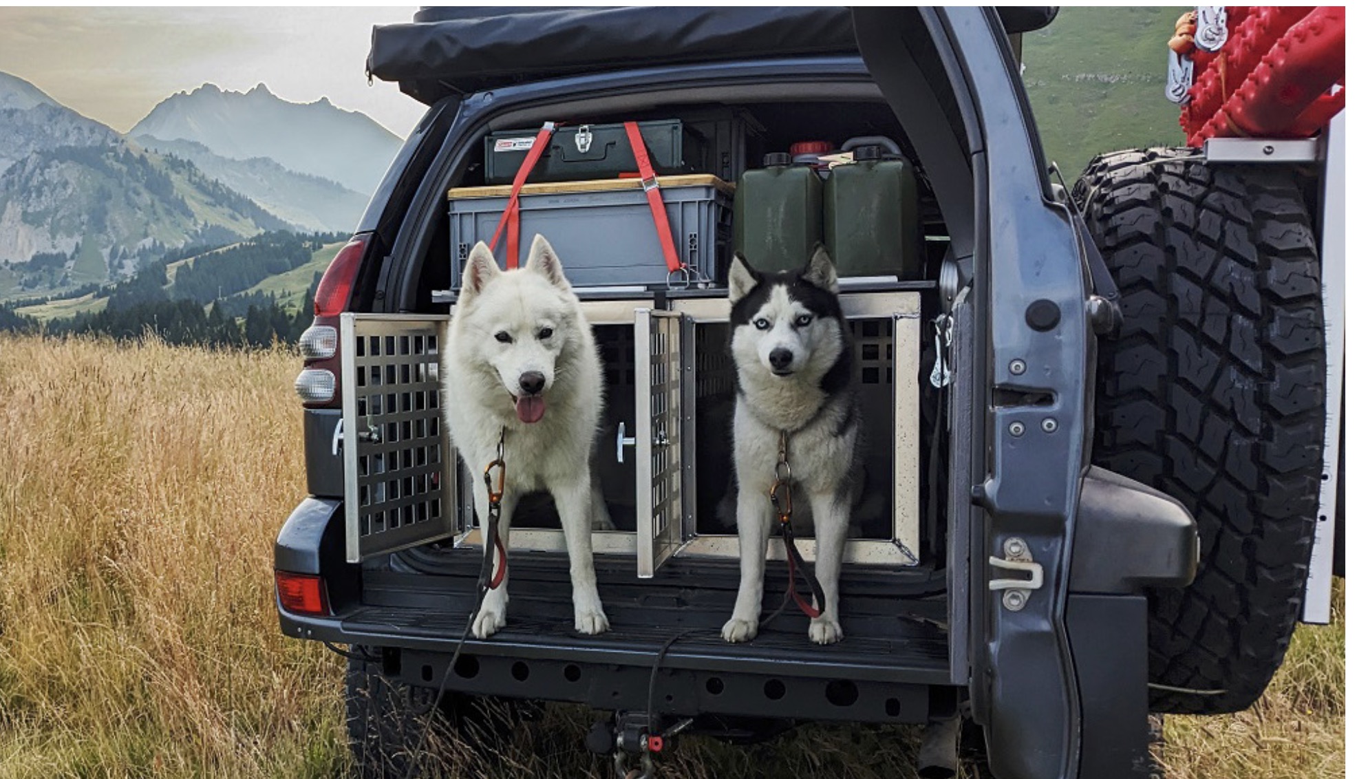 Caisses pour chien